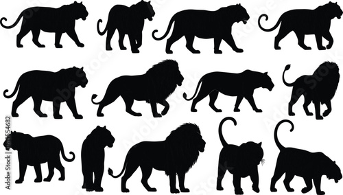Collection of vector black silhouettes of tigers and lions, wild big cats walking and standing, isolated design elements for nature illustrations.