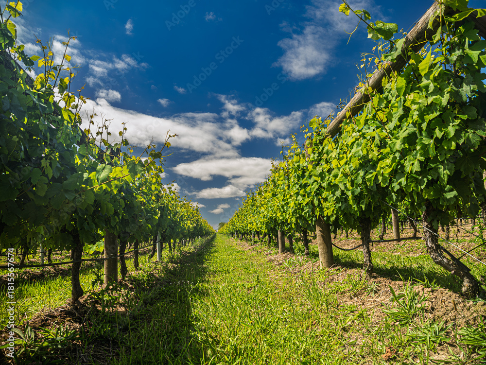 Naklejka premium View Down Green Vineyards With Fluffy Clouds