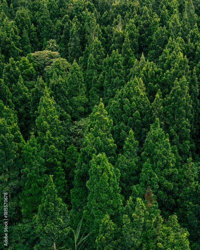 Expansive green forest with dense foliage and tall trees, captured from above with a natural pattern.