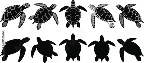 conservation, endangered species, underwater nature, ecology, swimming animals, and wildlife graphic design elements.