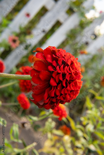 red dahlia flower