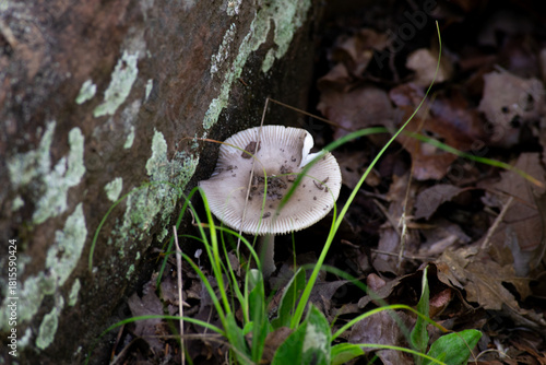 mushrooms on a tree