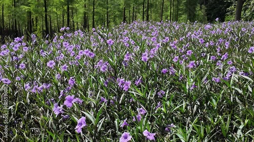 A delicate blue flower captured in crisp 4K macro detail. Ideal for nature footage, botanical projects, floral backgrounds, and relaxing aesthetic visuals.