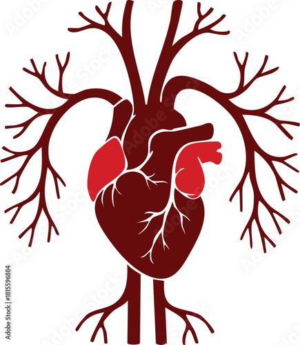 Anatomical illustration of a human heart with branching vessels, depicting the circulatory system.