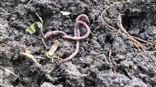 close-up view of an earthworm crawling through loose soil.