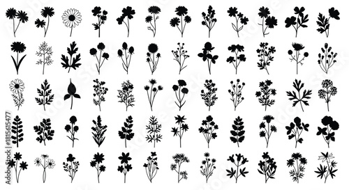 Silhouettes of diverse wild flowers, herbs, and plant leaves, depicting nature, botany, floral design, decoration, organic health, spring season, and garden collection icons.