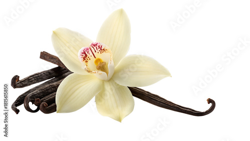 Vanilla Orchid Flower Resting on Three Whole Cured Vanilla Beans