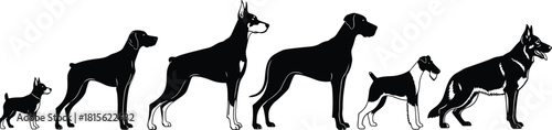 Lineup of diverse dog breeds silhouettes vector graphic, including Doberman, German Shepherd, and Great Dane, representing size and variety.