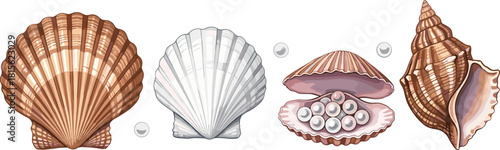 Set of beautiful ocean seashells including conch, scallop, and oyster shell with natural pearls, isolated sea life vector illustration