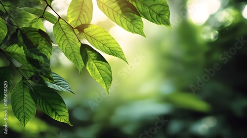 Bright sunlight filters through vivid green foliage creating a natural border