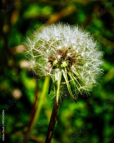 A dead dandelion full of seeds
