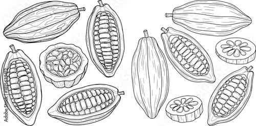 A diverse collection of cacao pods, whole, split, and sliced, showing beans, great for chocolate industry