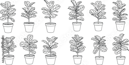 Collection of potted fiddle leaf fig plants in outline style for indoor gardening or home decor