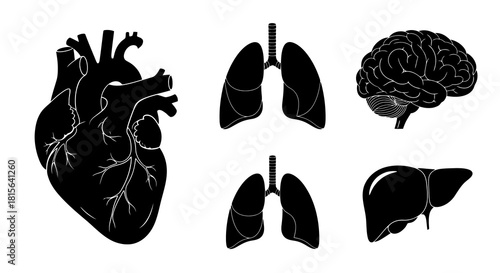 Essential human internal organs set featuring detailed black silhouettes of the heart, brain, lungs, and liver, ideal for biology education, medical presentations, and healthcare graphics