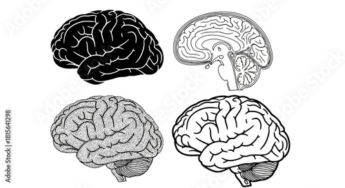 Collection of Four Brain Illustrations in Black and White, Showcasing Different Anatomical Views and Stylistic Variations for Medical and Educational Purposes