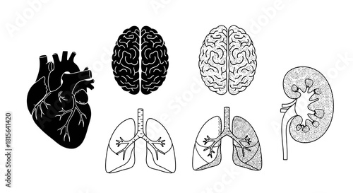 Set of human internal organ icons. Hand-drawn anatomical illustrations of the heart, brain, lungs, and kidney for medical or scientific use