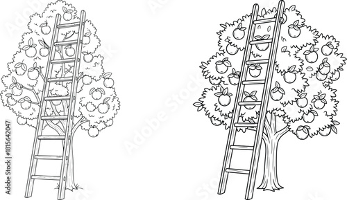 Two fruit bearing apple trees with sturdy wooden ladders leaning against their branches, ready for harvest