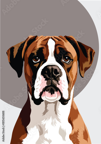 051-38-Boxer dog looking directly at viewer, a faithful companion and friendly pet