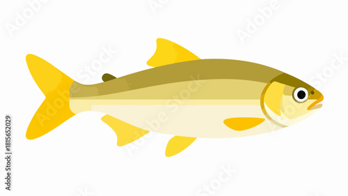 Fish illustration vector diagram