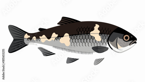 Fish illustration vector diagram