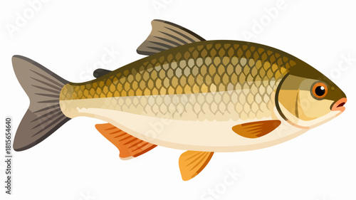 Fish illustration vector diagram