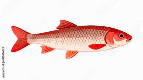 Fish illustration vector diagram