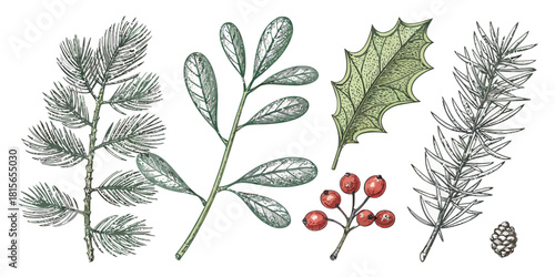 Beautiful hand-drawn winter botanical collection featuring festive pine, holly, berries, and mistletoe for holiday designs