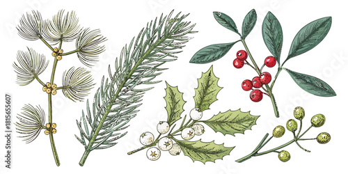 Festive botanical assortment perfect for holiday designs, with a blend of winter foliage and vibrant berries for seasonal cheer