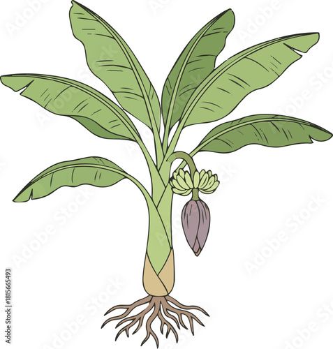 Banana Plant Anatomy Diagram