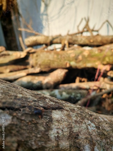 Wallpaper Mural Stacked Tree Logs with Rough Bark and Fresh Cuts Torontodigital.ca