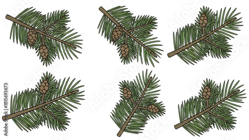Collection of Evergreen Pine Branches with Cones Illustration