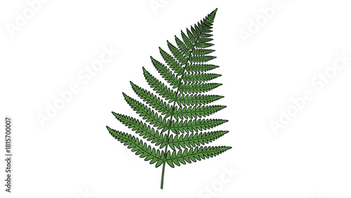 Detailed illustration of a vibrant green fern leaf on a white background