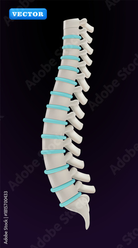 Human spine, 3D vector. Suitable for health and medical purposes