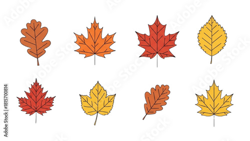 Autumnal Leaves Illustration Vibrant Variety of Fall Foliage