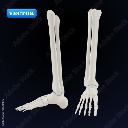 Human leg bones, 3D vector. Suitable for health and medical purposes