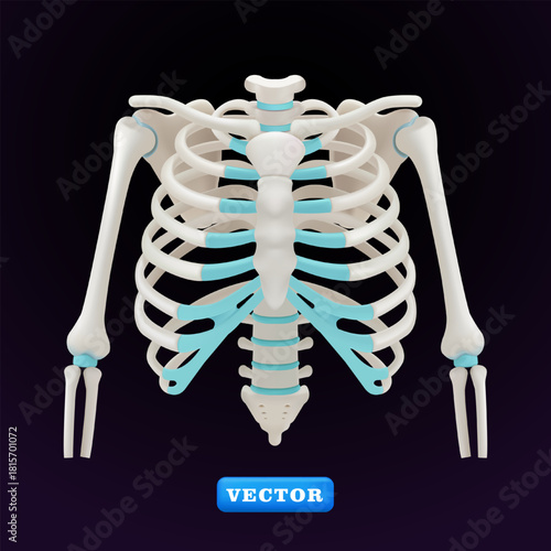 Human sternum, 3D vector. Suitable for health and medical purposes