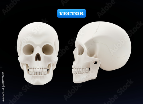 Human skull, 3D vector. Suitable for health and medical purposes