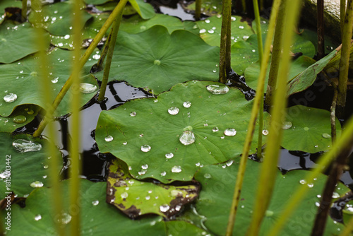 Close-up view of vibrant green lotus leaves covered in sparkling water droplets, floating on dark water. The scene conveys a sense of tranquility and nature's beauty.