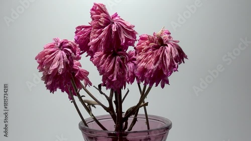 Pink withered and dried flowers in a vase