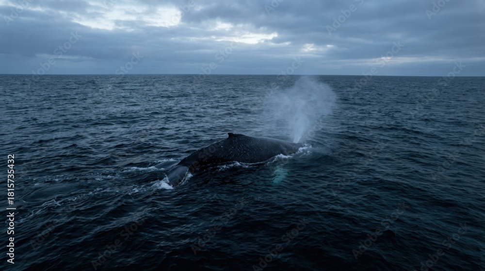 Fototapeta premium Humpback Whale Breaching in the Vast Ocean on a Cloudy Day.