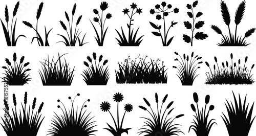 Wild grass and flowers silhouettes, meadow botanical set, natural plants collection, spring garden vegetation, black vector illustration for landscaping design