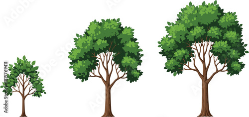 Three Step Green Tree Growth Progression Vector Illustration Set Ranging from Sapling to Mature Tree for Environmental and Landscape Planning.