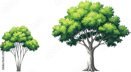 Vector illustration set comparing a young shrub and a massive, mature deciduous tree, symbolizing natural growth stages and diverse landscape environment elements.