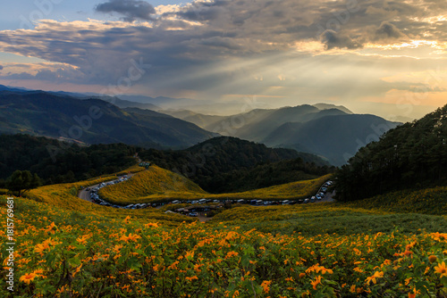 Mexican sunflower or Tree Marigold field at Doi Mae Ukho, Mae Hong Son, Thailand