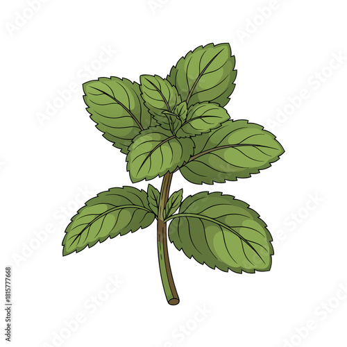 Fresh mint sprig with green leaves on white background  