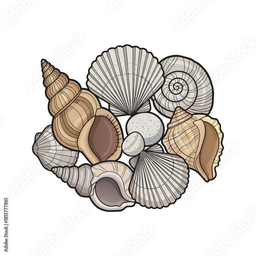 Assorted seashells illustrated in various shapes and colors  
