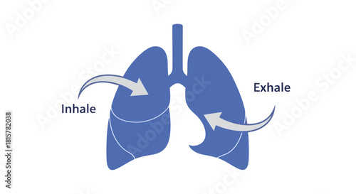 Medical illustration of human lungs showing the process of inhalation and exhalation