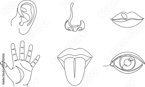 Human senses line art illustration, ear nose mouth hand and eye symbols, sensory perception concept, minimalist anatomical drawing design