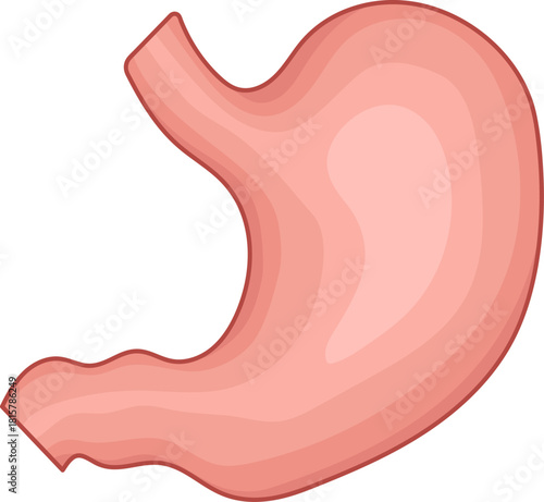 illustration of human stomach anatomy
