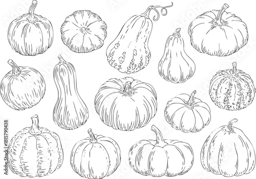 Assortment of pumpkins and gourds hand drawn in black and white